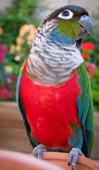Papagali pyrrhura perlata