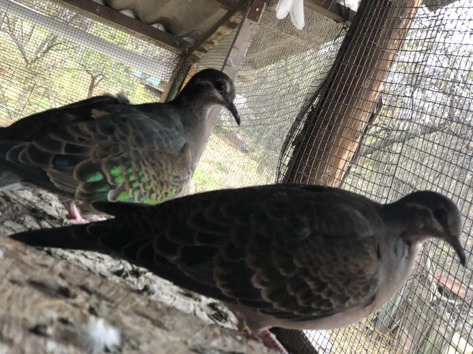 Turturele razatoare si aripa de bronz