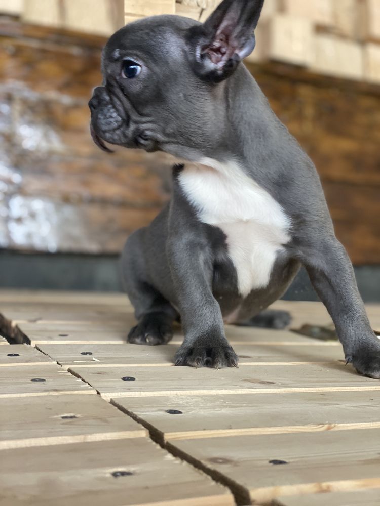 Bulldog francez BLUE