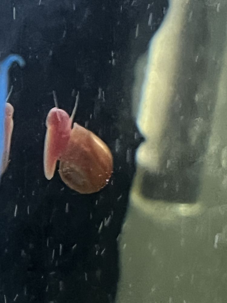 Melci  ramshorn