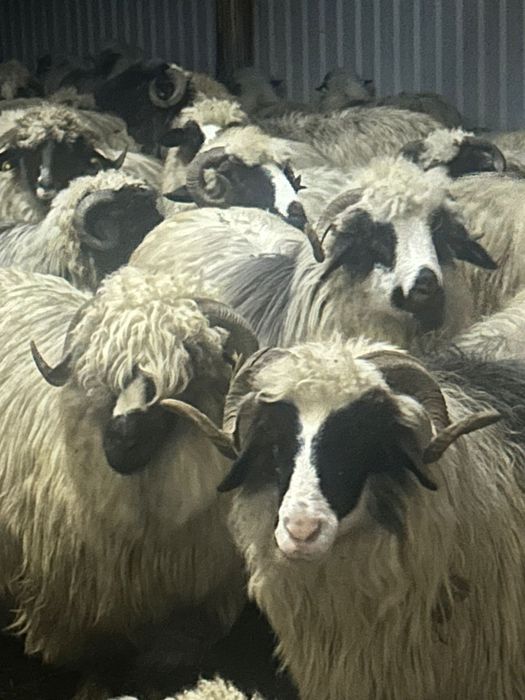 Vând 72 de oi miori și stramiori