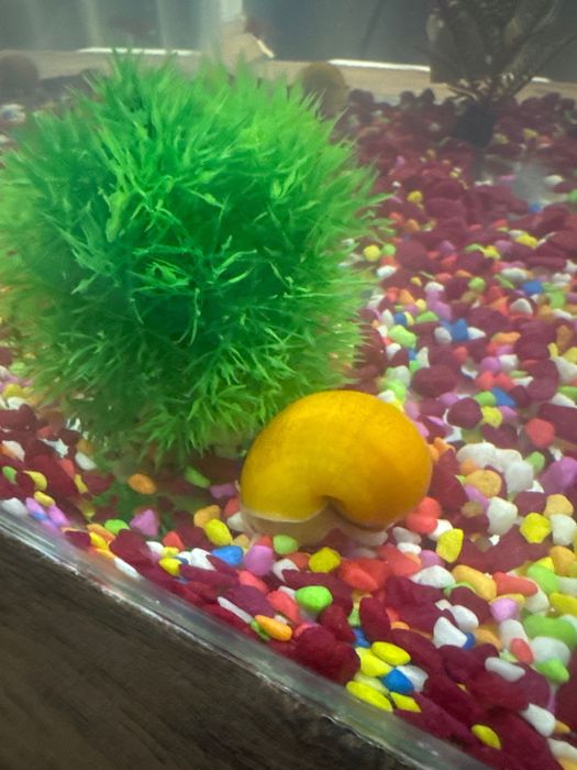 Ұлу, улитка аквариум