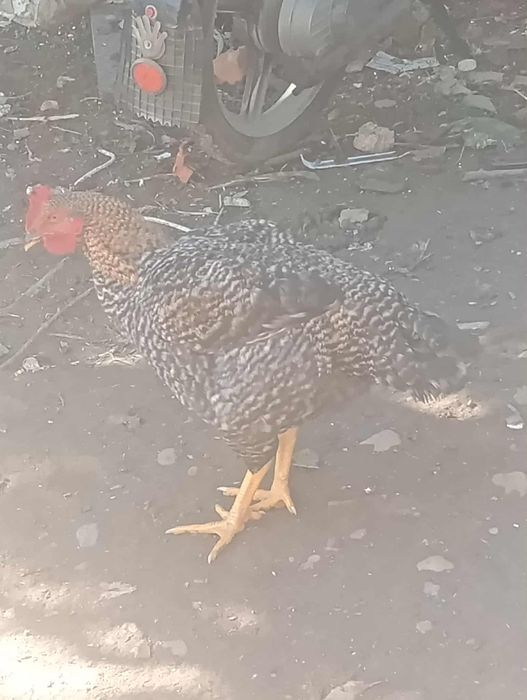 Cocosi și rate de casa