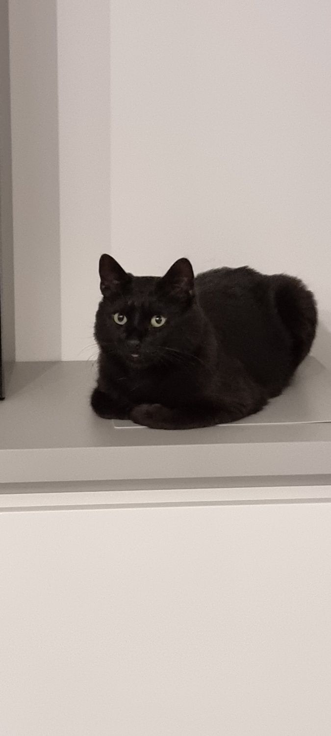 Motanel afectuos spre adoptie (doar la casa)