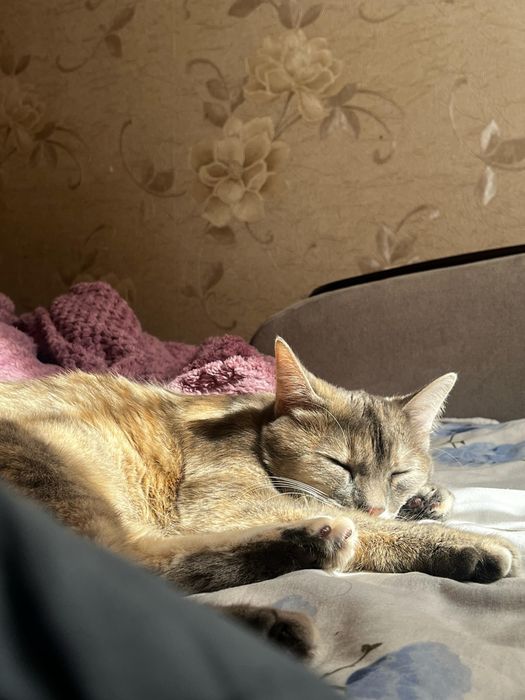 Кошка Бэлла в добрые руки!