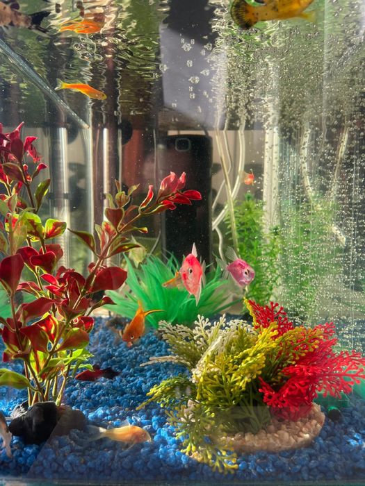 Vand acvariu 50l cu 20 pestisori de diferite culori si marimi!