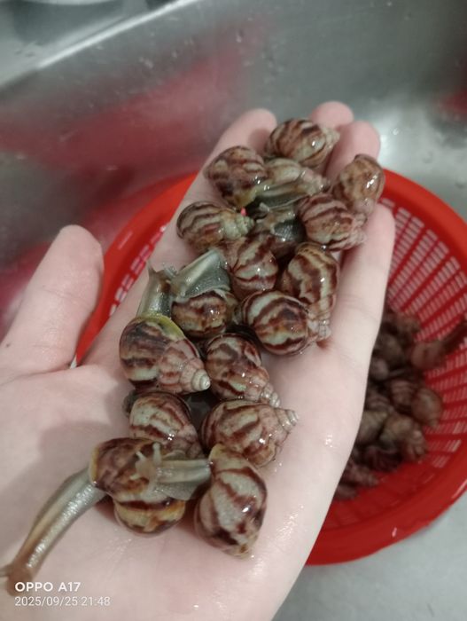 Ulitkalar arzon narxlarda