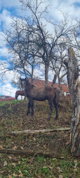 De vanzare un mânz și un armăsar