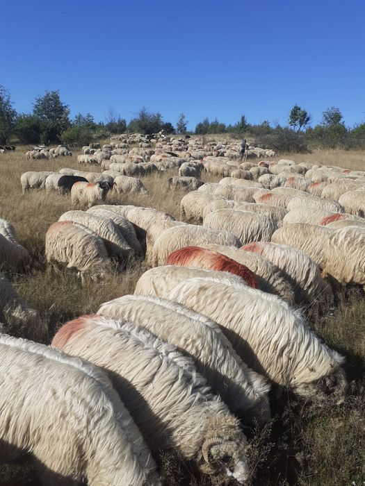 Vând 100 de oi Țurcane