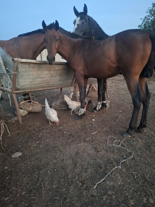 Лошадь Тай на согым на мясо ет жылкы согым той ас лошади