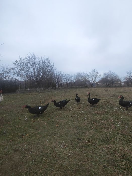 Vând rate și rățoi