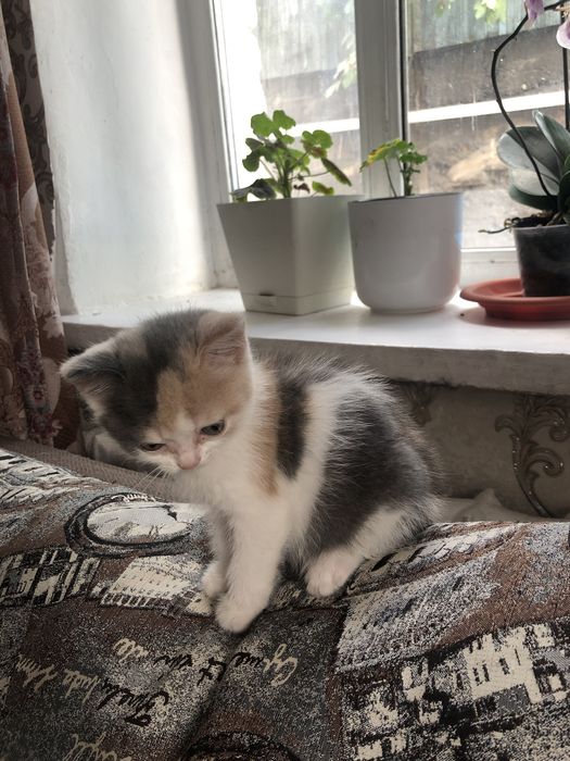Продам котенка британку ,девочка