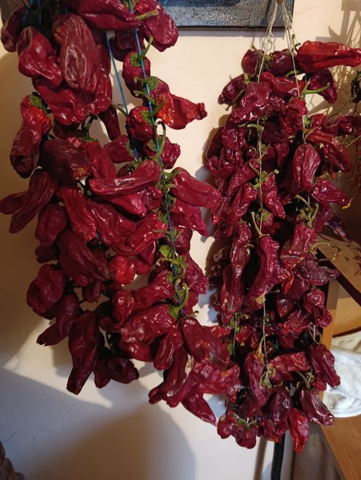 Ardei de raci uscati