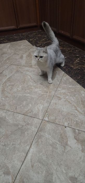 Skotish fold qiz bola mushuk