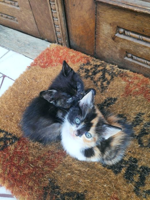 Donez Pisic/Pisici