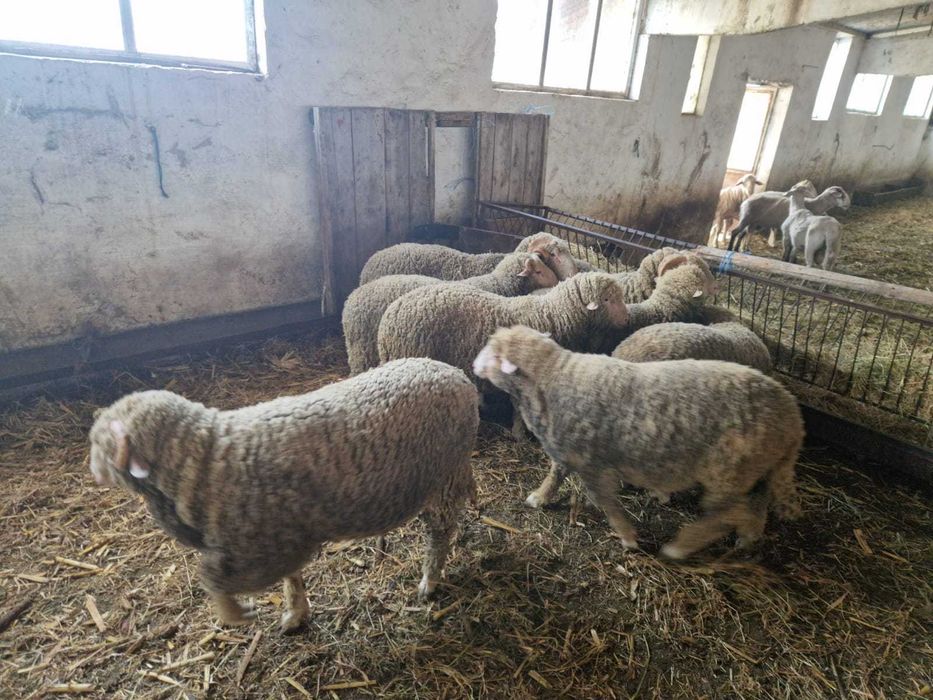 Vand Berbecuti Rasa Merinos de Palas