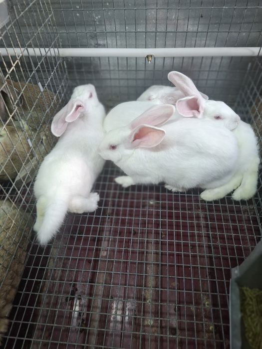 Кролики домашние