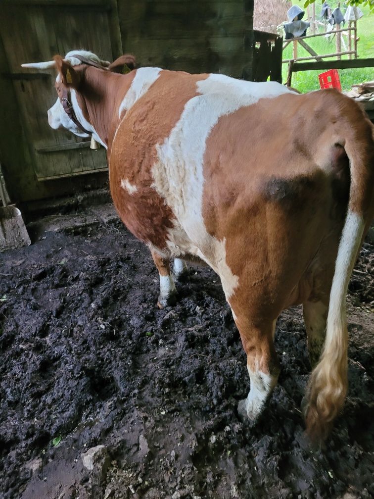Vand vaca de 3 vitei cu vitea albastru belgian pe rosu
