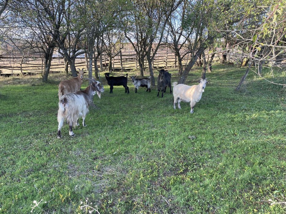 Vand capre bine intretinute