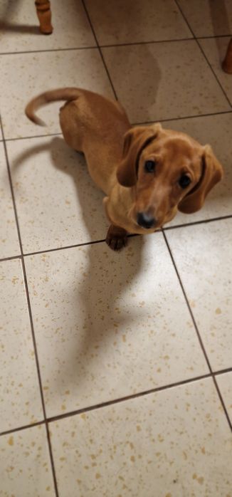 Tekel (fetiță )păr scurt ,talie mică