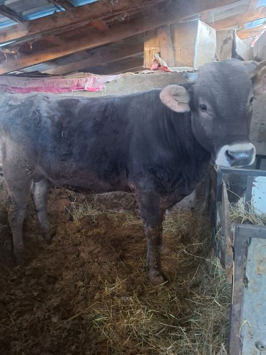 продам алатаусского быка