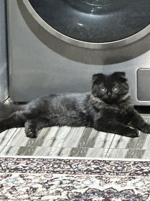 Фолд Хайленд Мальчик Пушистый Скотиш фолд