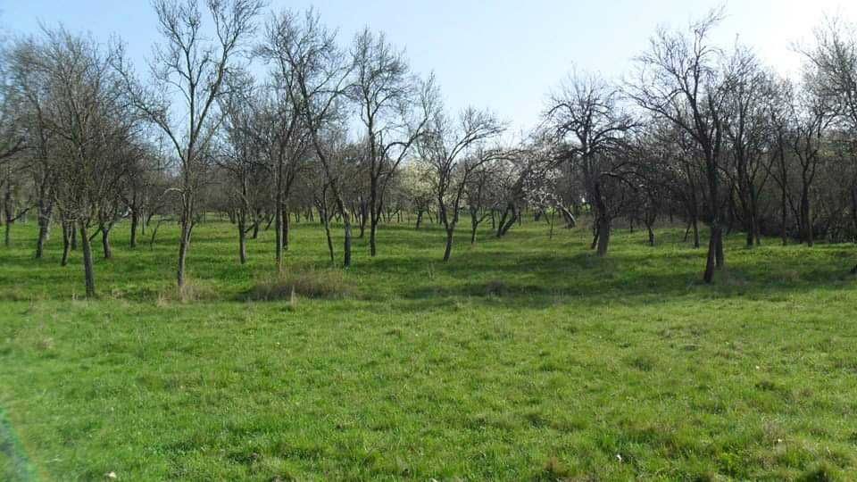 Vand 71 ari teren intravilan si 2.5 ha teren extravilan, agricol