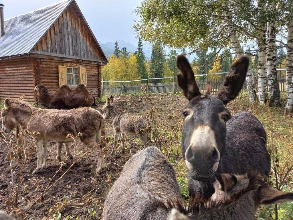 Продам разных ишаков