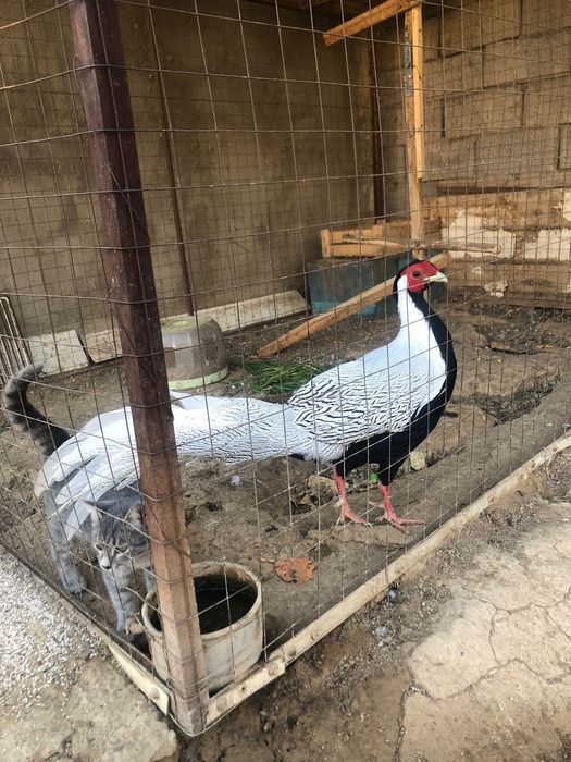 Қырғауыл сатылады Фазан серебро