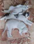 Вислоухие котята