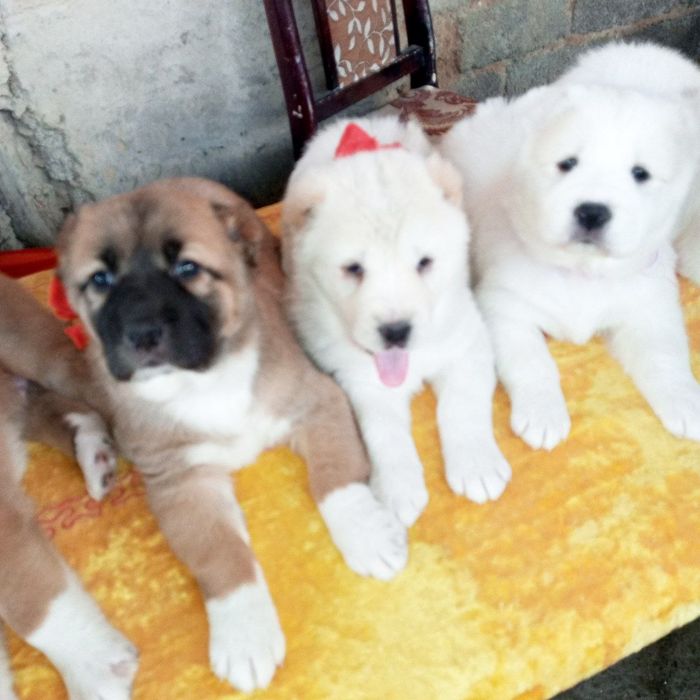 Щенки туркменского алабая