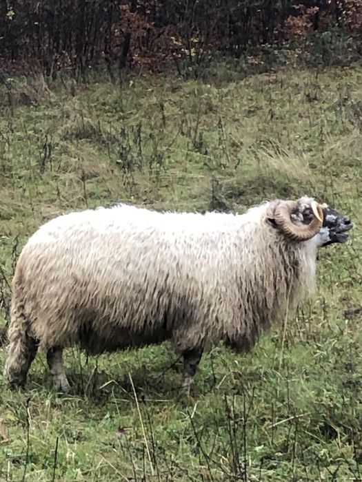 Vând 6 oi și un berbec!