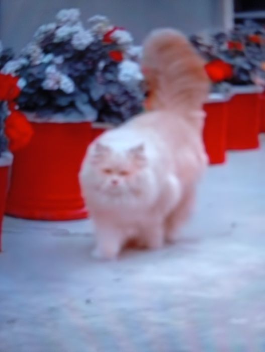 Vind motănel persan