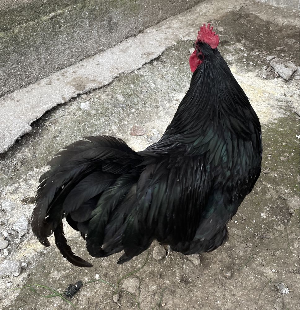 Cocos australorp