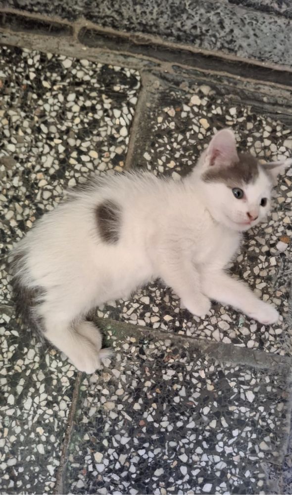 Подарявам нежни котенца