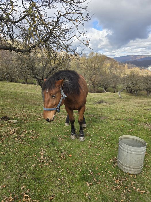 Vand cârlan de 2 ani jumate
