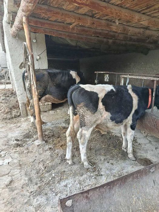 Зотдор Сигир сотилади