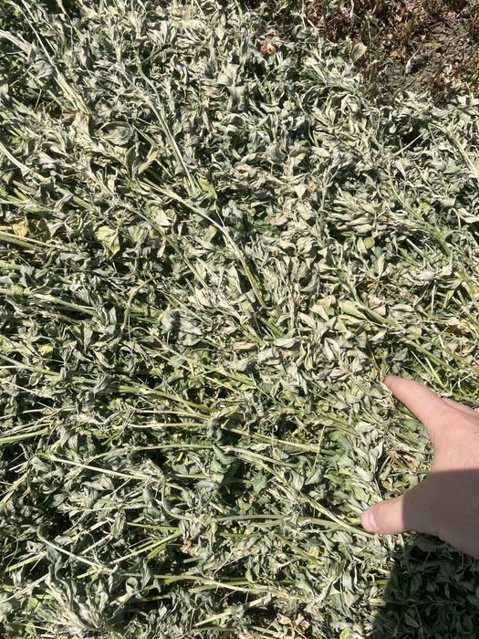 Baloti lucerna de anul acesta OFER TRANSPORT