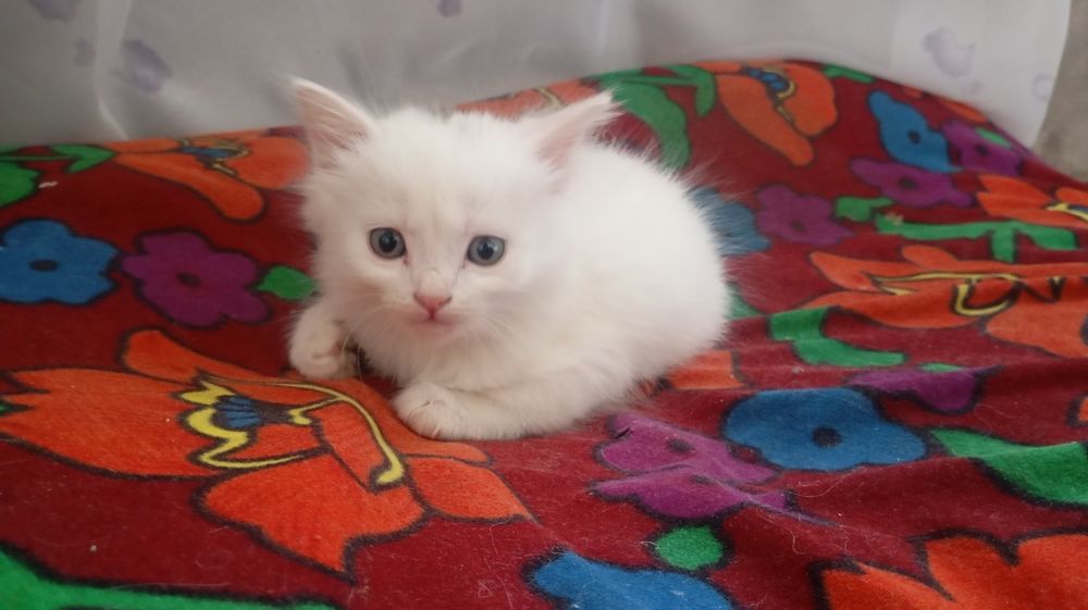 Сиамский   кошки