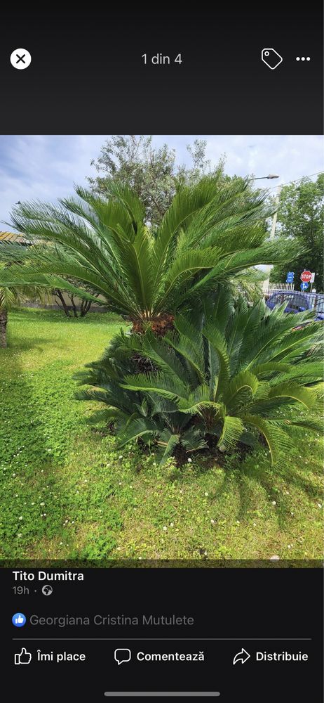 Vând Palmieri Maslini , cycas