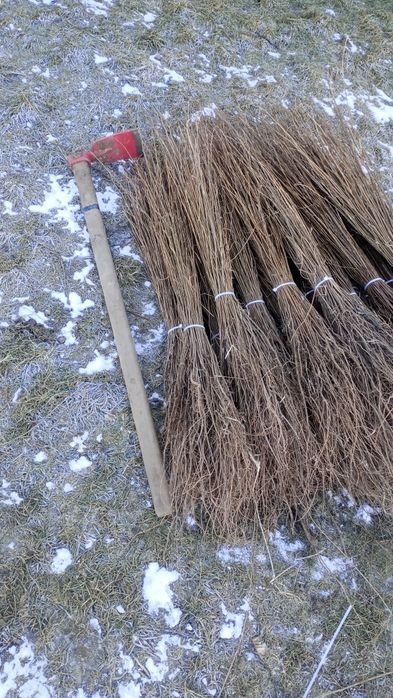 puieți forestieri pentru ampadurire pentru terenurile degradate