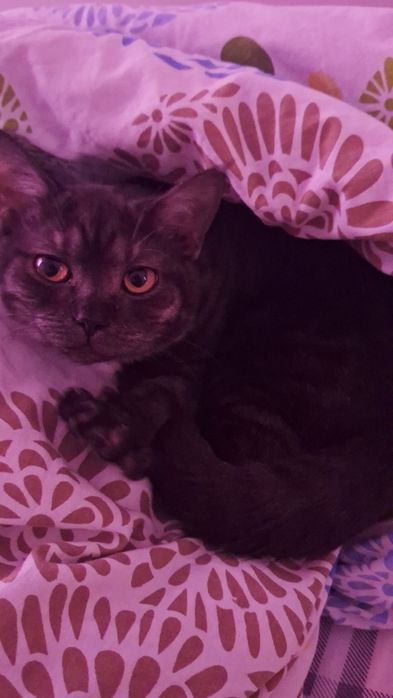 Ищем добрые руки для котенка, приучен к лотку.