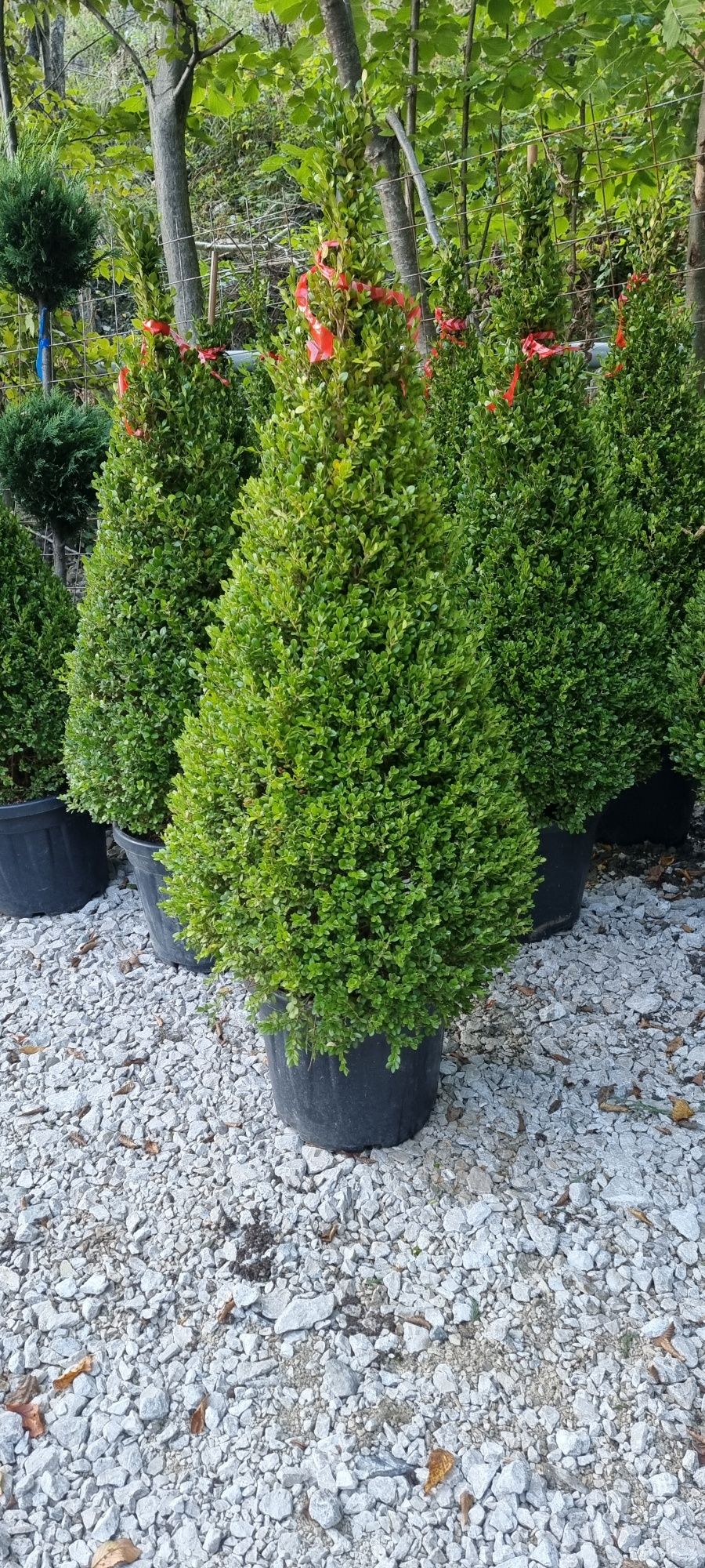 Buxus piramidal - pin - brazi pe picior - pon pon