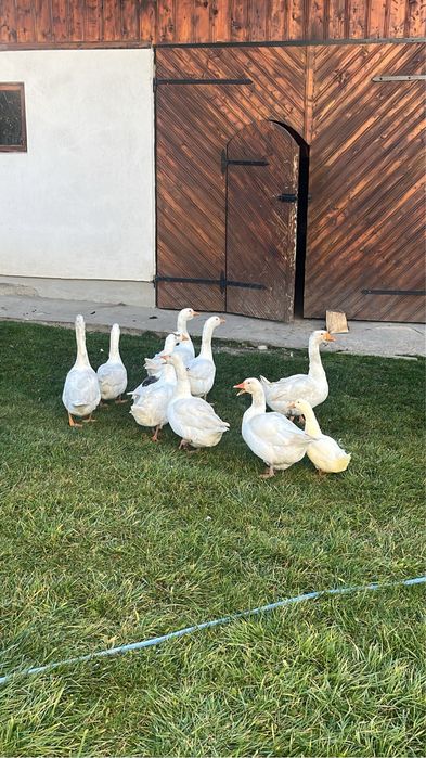 Oua de gasca romaneasca