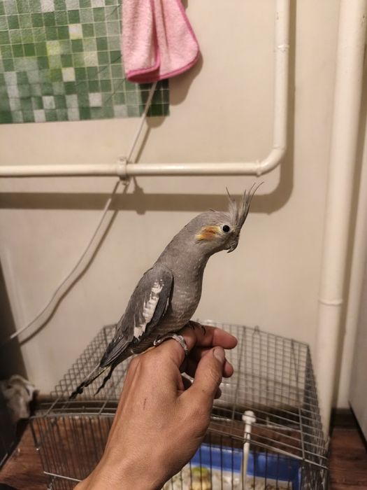 Korella sotiladi qafasi bilan 1 шт