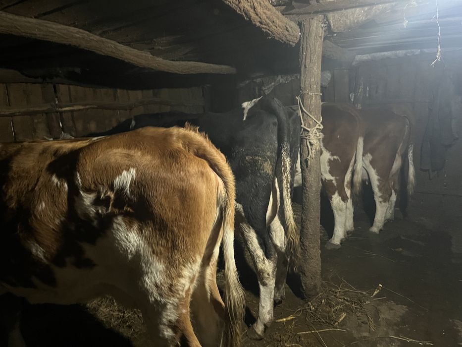 Vand vaci baltata romaneasca superbe de lapte