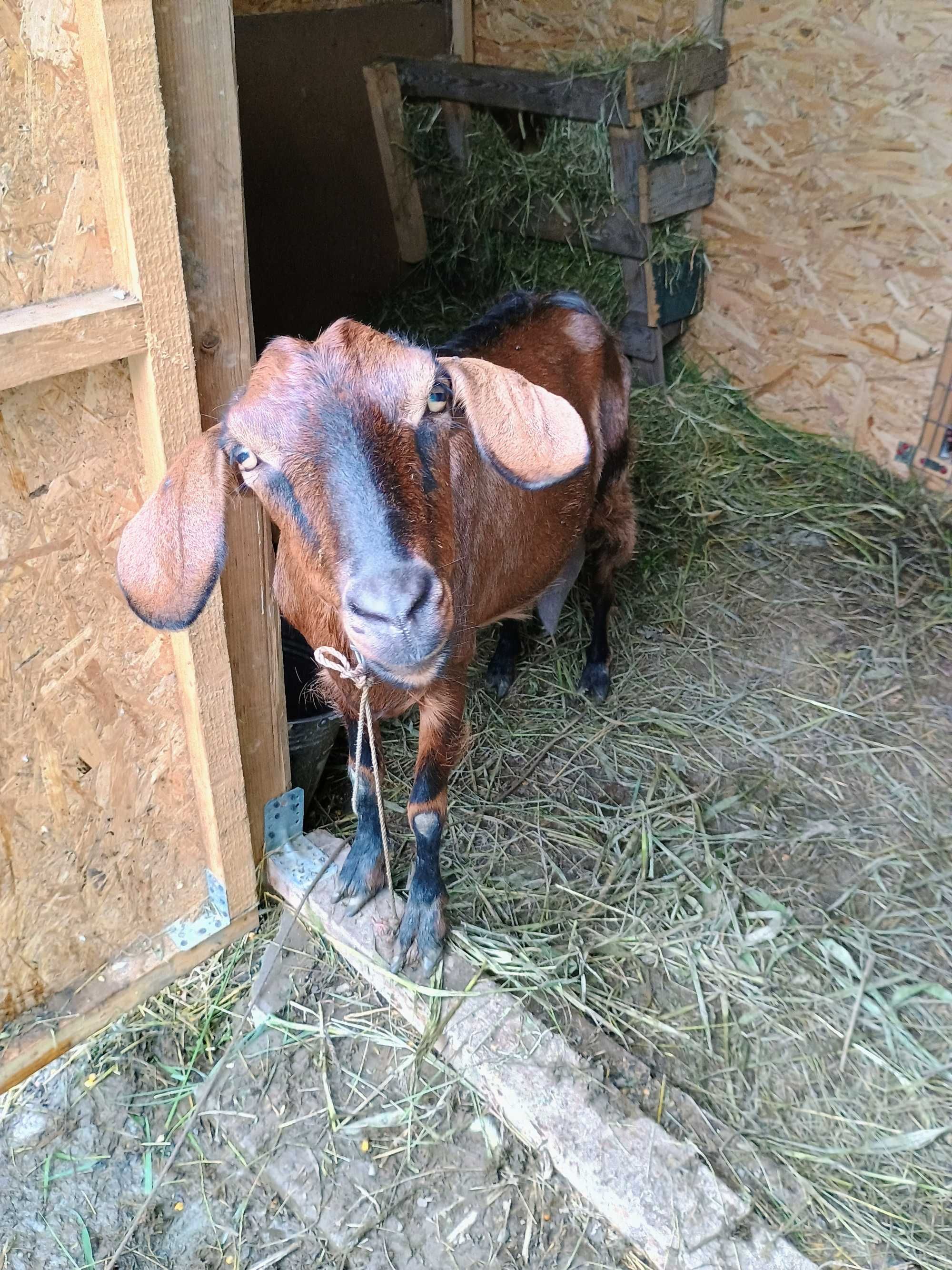 Capră angelo nubiană cu alpină de vanzare
