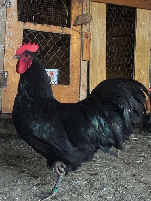 Vând cocoș australorp