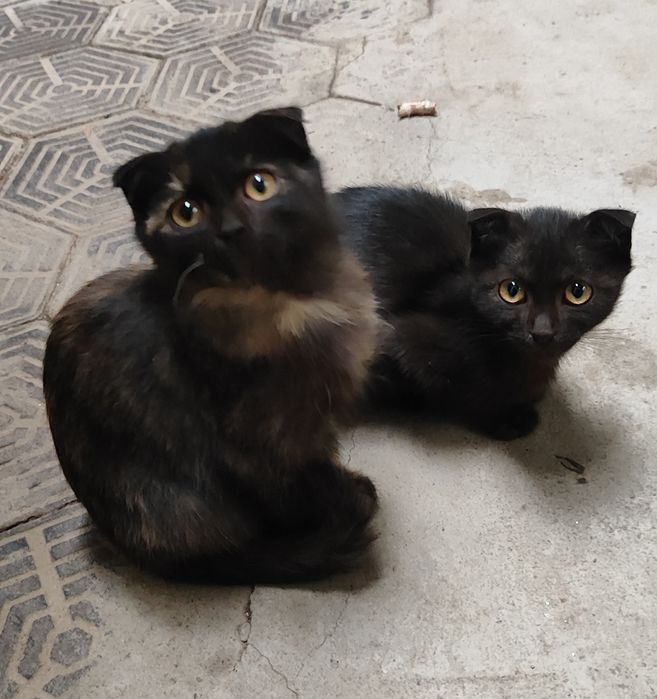 Котята добрые руки