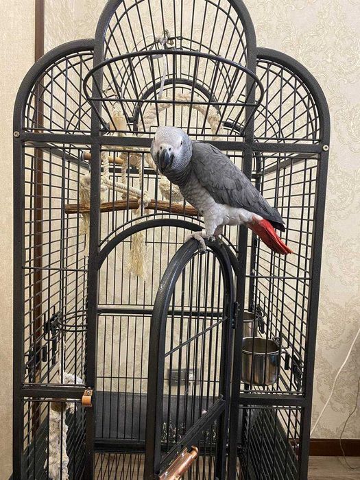 Попугай Жако (2 года) + клетка и аксессуары